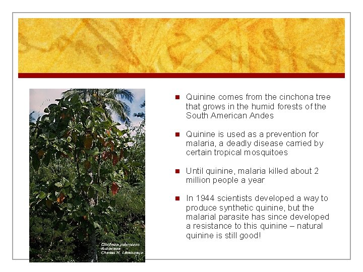 n Quinine comes from the cinchona tree that grows in the humid forests of