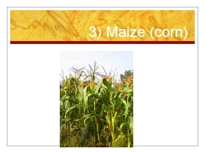 3) Maize (corn) 