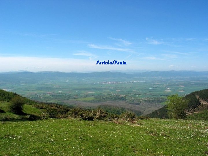 Arriola/Araia 