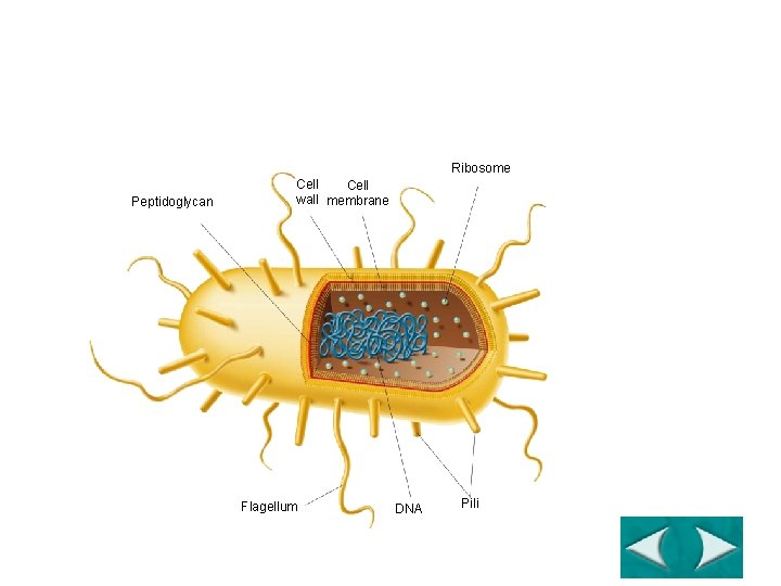 Section 19 -1 The Structure of a Eubacterium Ribosome Peptidoglycan Cell wall membrane Flagellum