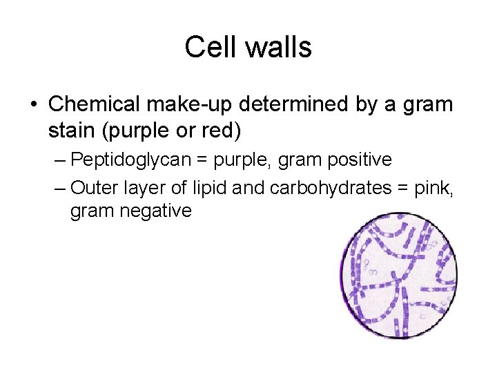 Cell walls • Chemical make-up determined by a gram stain (purple or red) –