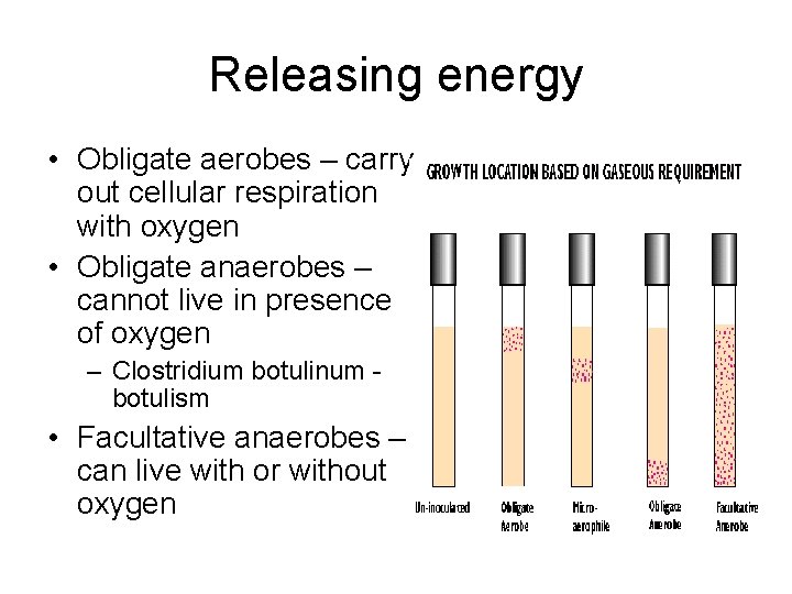 Releasing energy • Obligate aerobes – carry out cellular respiration with oxygen • Obligate