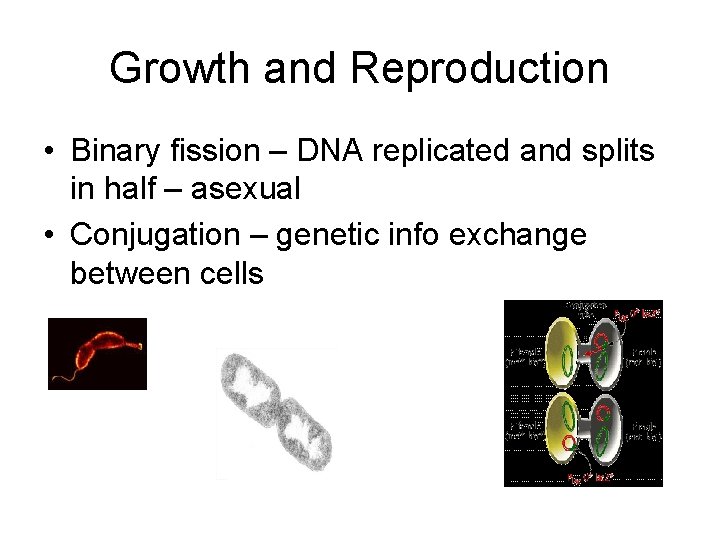 Growth and Reproduction • Binary fission – DNA replicated and splits in half –