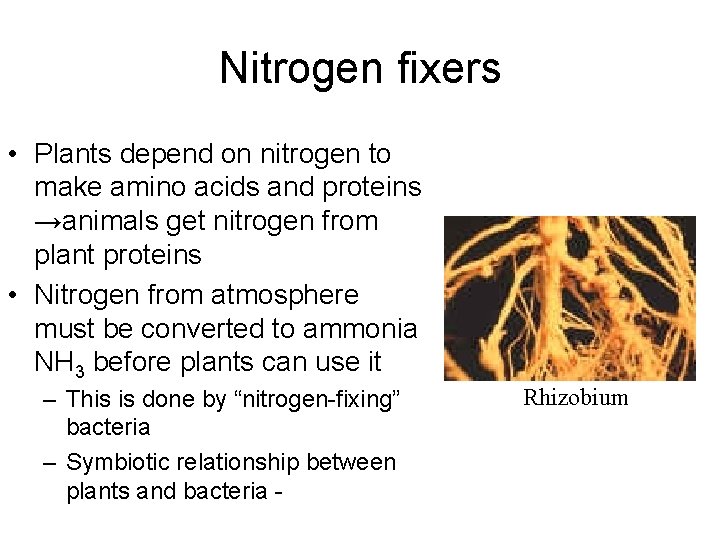 Nitrogen fixers • Plants depend on nitrogen to make amino acids and proteins →animals