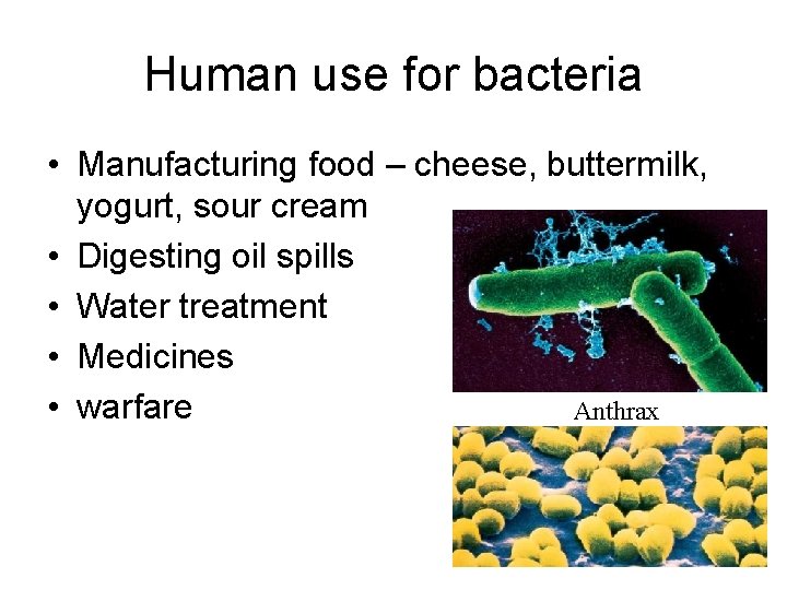 Human use for bacteria • Manufacturing food – cheese, buttermilk, yogurt, sour cream •