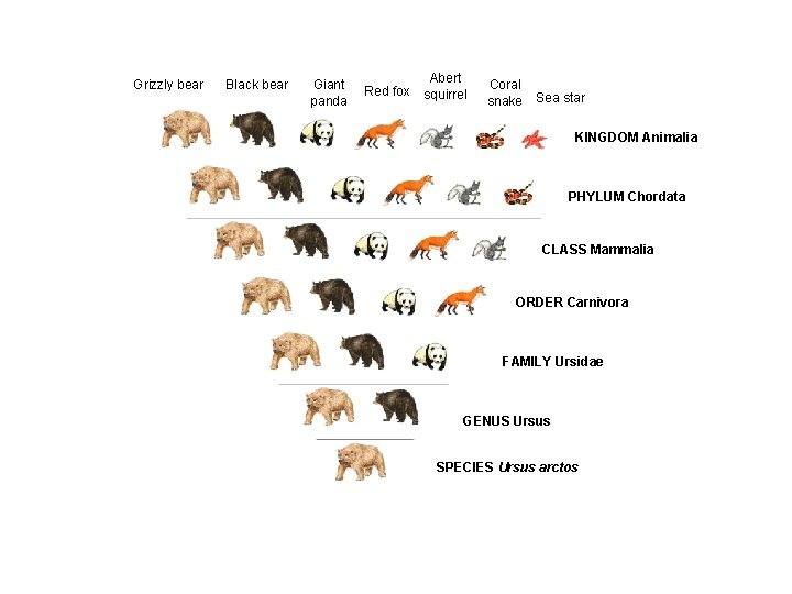 Grizzly bear Black bear Giant panda Red fox Abert squirrel Coral snake Sea star