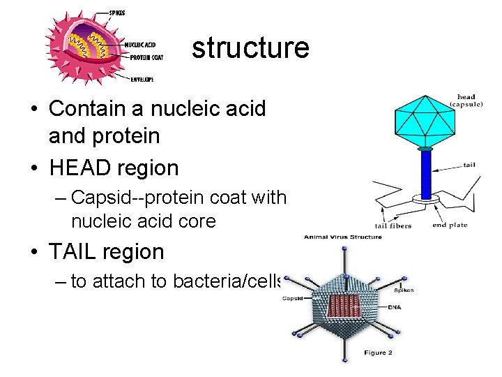 structure • Contain a nucleic acid and protein • HEAD region – Capsid--protein coat