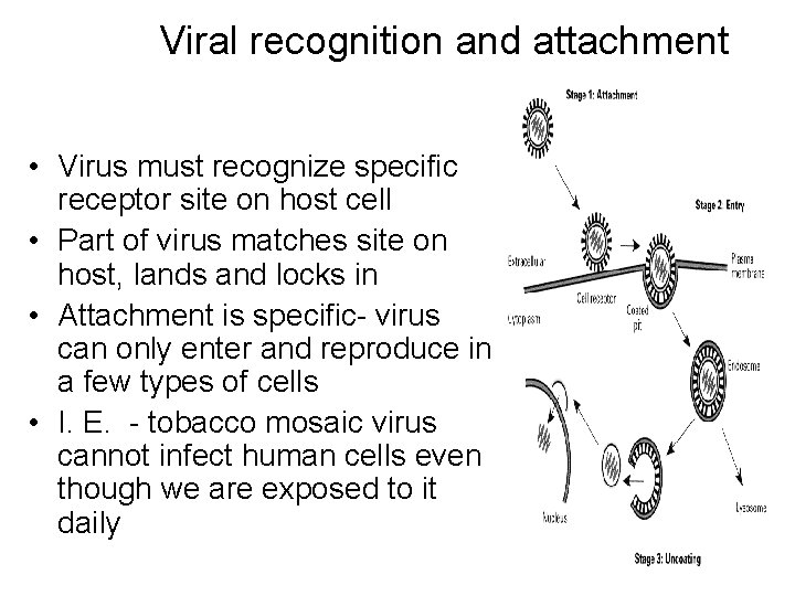 Viral recognition and attachment • Virus must recognize specific receptor site on host cell