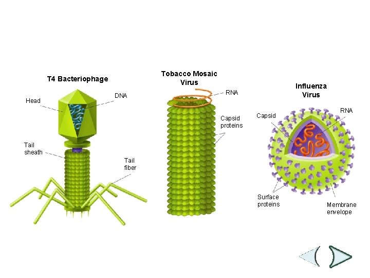 Figure 19 -9 Virus Structures Section 19 -2 Tobacco Mosaic Virus T 4 Bacteriophage