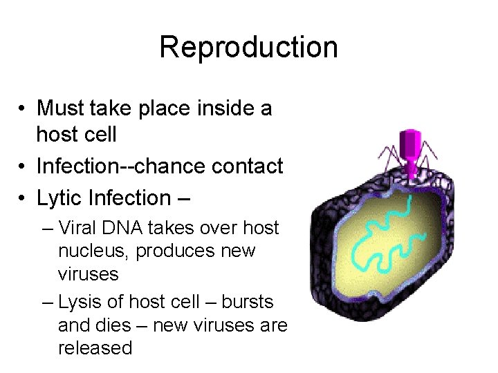 Reproduction • Must take place inside a host cell • Infection--chance contact • Lytic