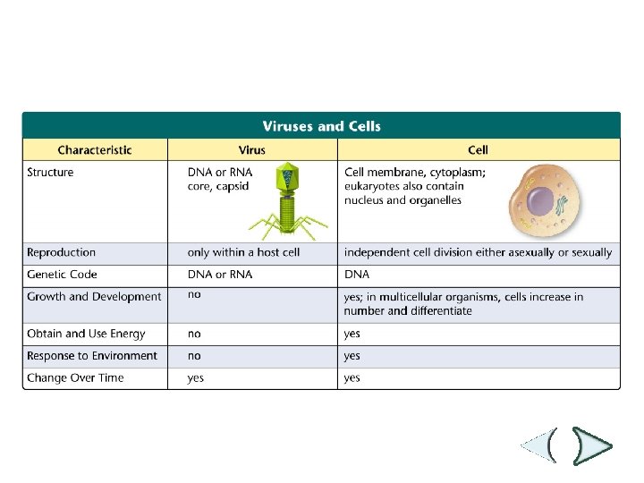 Figure 19 -11 Viruses and Cells Section 19 -2 