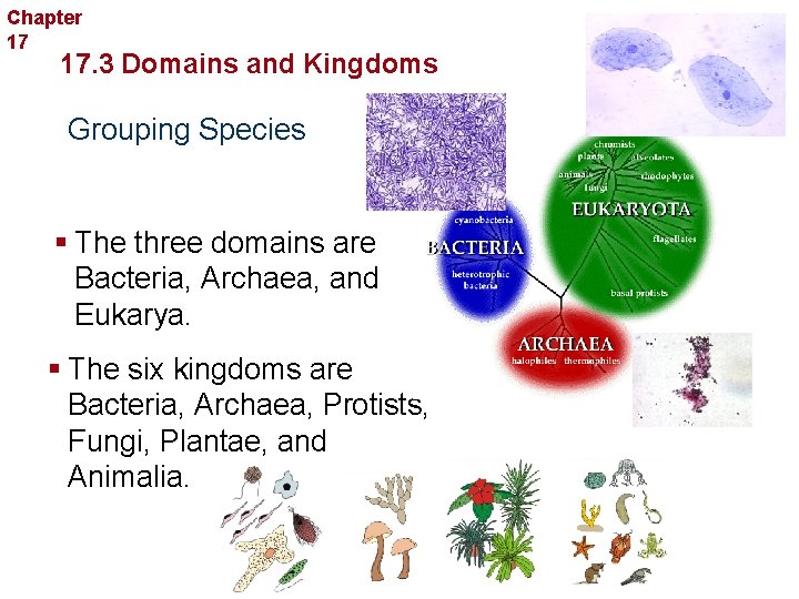 Chapter 17 Organizing Life’s Diversity 17. 3 Domains and Kingdoms Grouping Species § The