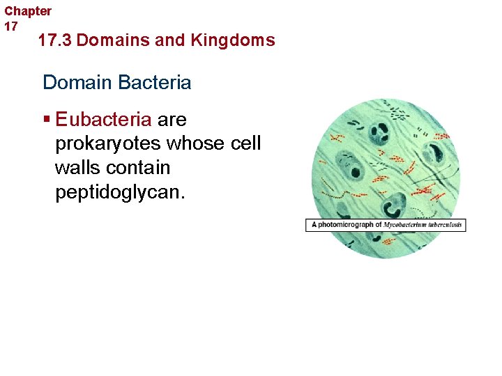 Chapter 17 Organizing Life’s Diversity 17. 3 Domains and Kingdoms Domain Bacteria § Eubacteria