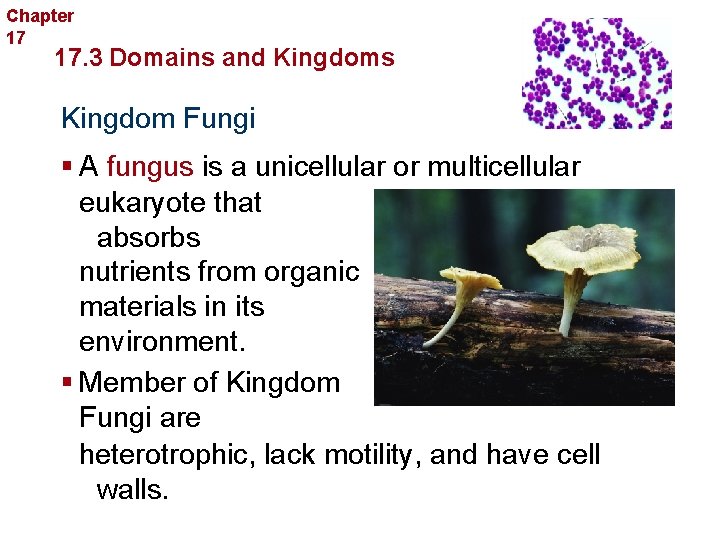 Chapter 17 Organizing Life’s Diversity 17. 3 Domains and Kingdoms Kingdom Fungi § A