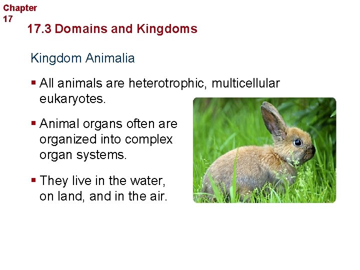 Chapter 17 Organizing Life’s Diversity 17. 3 Domains and Kingdoms Kingdom Animalia § All