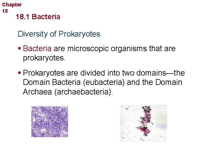 Chapter 18 Bacteria and Viruses 18. 1 Bacteria Diversity of Prokaryotes § Bacteria are