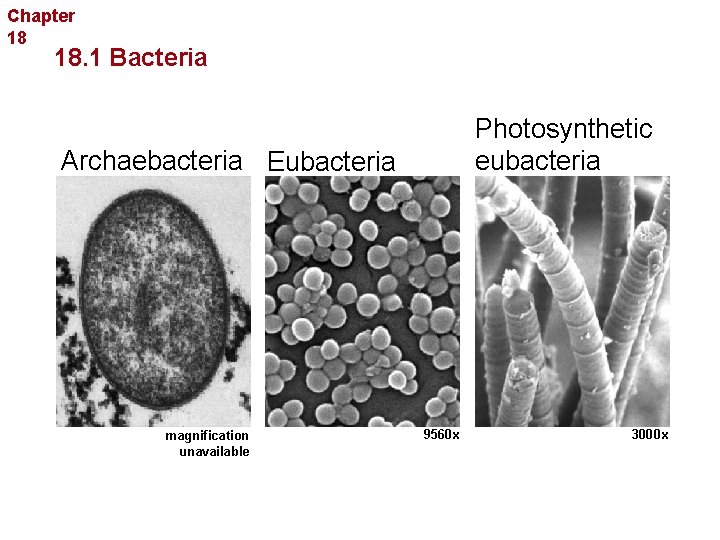 Chapter 18 Bacteria and Viruses 18. 1 Bacteria Photosynthetic eubacteria Archaebacteria Eubacteria magnification unavailable