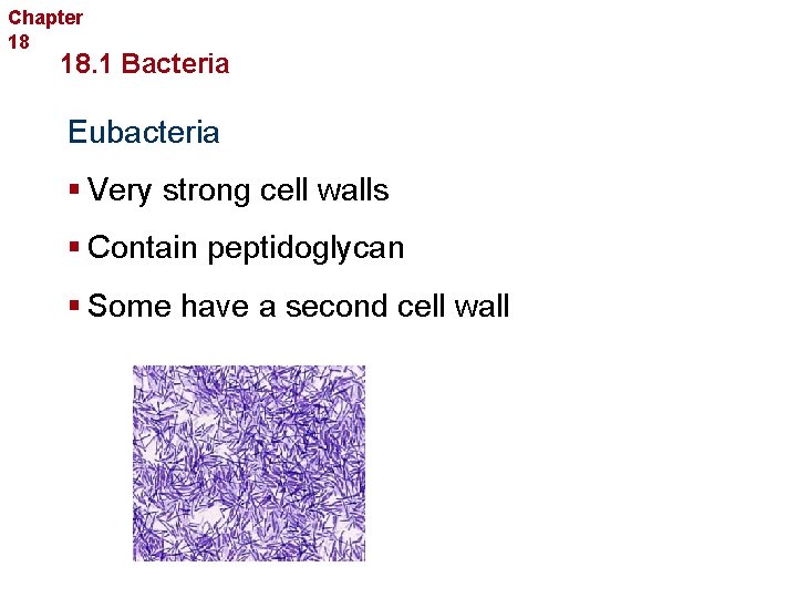 Chapter 18 Bacteria and Viruses 18. 1 Bacteria Eubacteria § Very strong cell walls