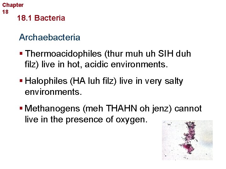 Chapter 18 Bacteria and Viruses 18. 1 Bacteria Archaebacteria § Thermoacidophiles (thur muh uh