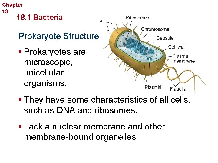 Chapter 18 Bacteria and Viruses 18. 1 Bacteria Prokaryote Structure § Prokaryotes are microscopic,