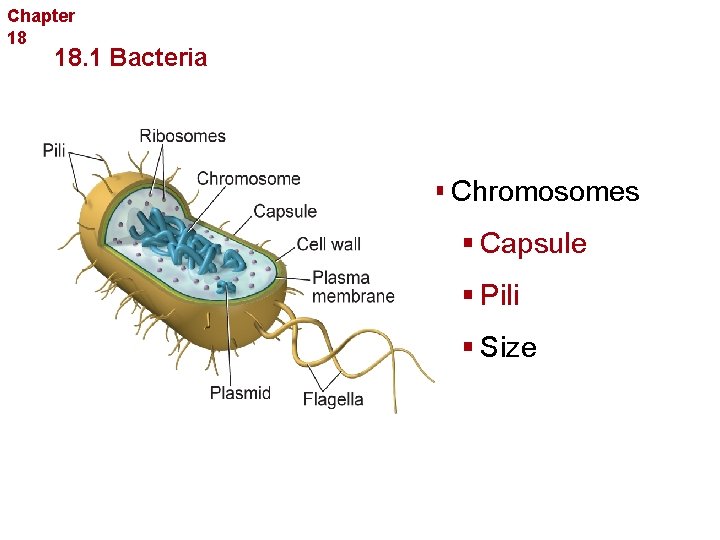 Chapter 18 Bacteria and Viruses 18. 1 Bacteria § Chromosomes § Capsule § Pili