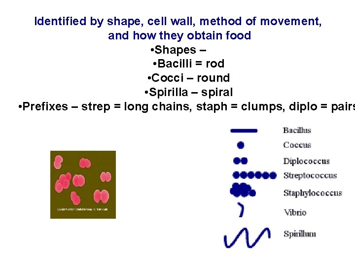 Identified by shape, cell wall, method of movement, and how they obtain food •
