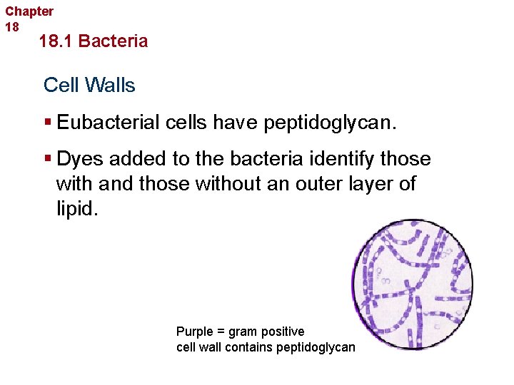 Chapter 18 Bacteria and Viruses 18. 1 Bacteria Cell Walls § Eubacterial cells have