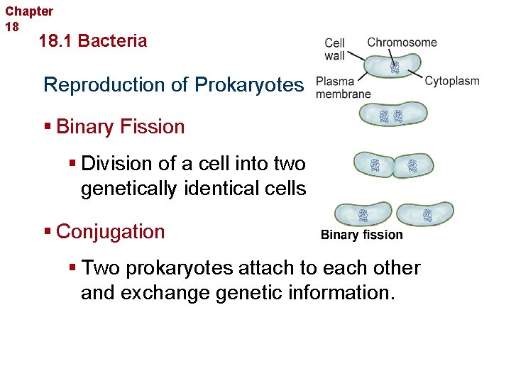 Chapter 18 Bacteria and Viruses 18. 1 Bacteria Reproduction of Prokaryotes § Binary Fission