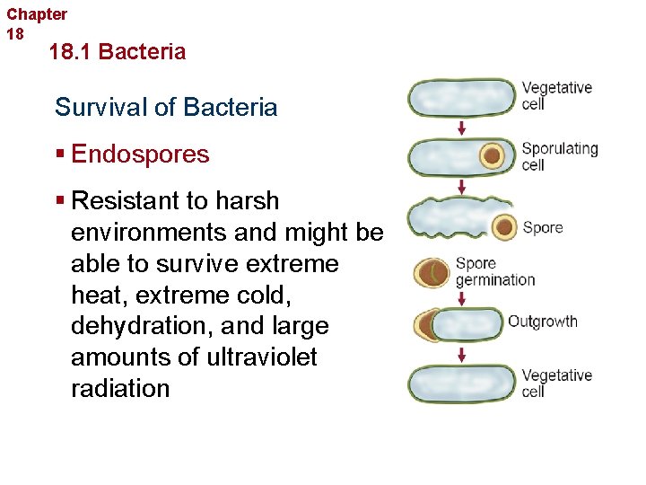 Chapter 18 Bacteria and Viruses 18. 1 Bacteria Survival of Bacteria § Endospores §