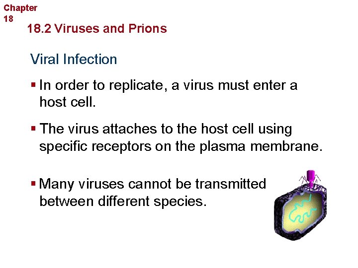 Chapter 18 Bacteria and Viruses 18. 2 Viruses and Prions Viral Infection § In