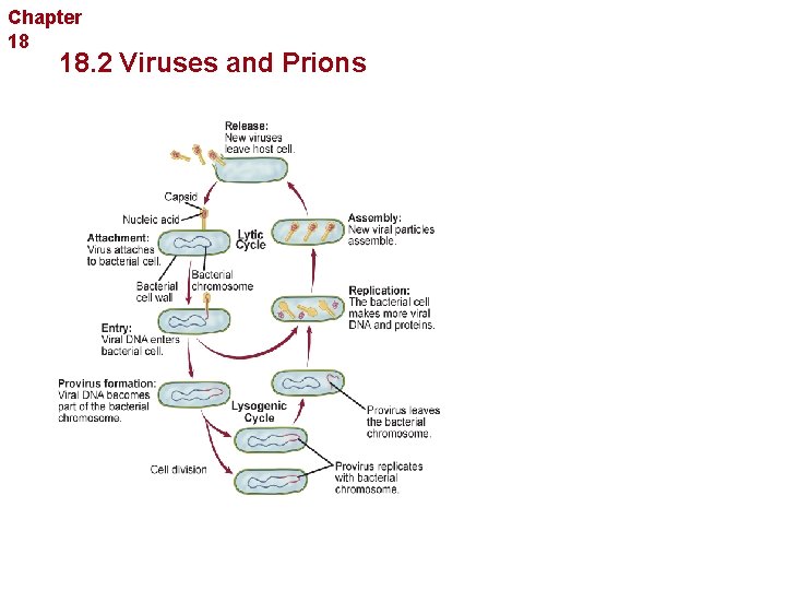 Chapter 18 Bacteria and Viruses 18. 2 Viruses and Prions 