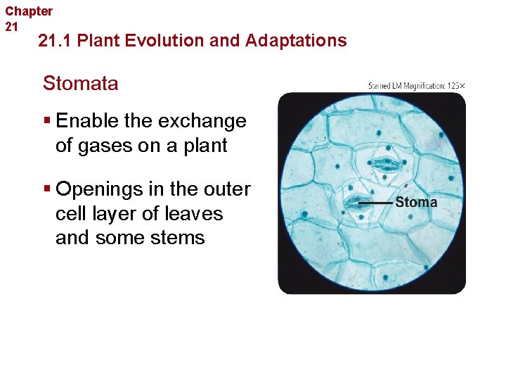 Chapter 21 Introduction to Plants 21. 1 Plant Evolution and Adaptations Stomata § Enable
