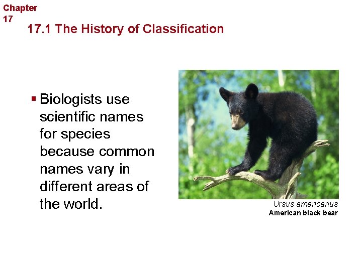 Chapter 17 Organizing Life’s Diversity 17. 1 The History of Classification § Biologists use