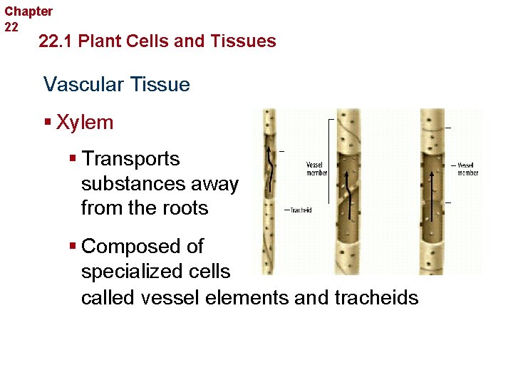 Chapter 22 Plant Structure and Function 22. 1 Plant Cells and Tissues Vascular Tissue