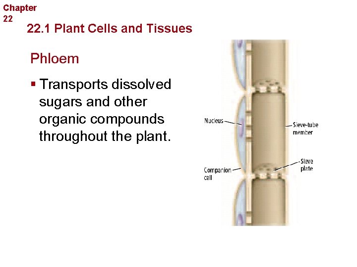Chapter 22 Plant Structure and Function 22. 1 Plant Cells and Tissues Phloem §