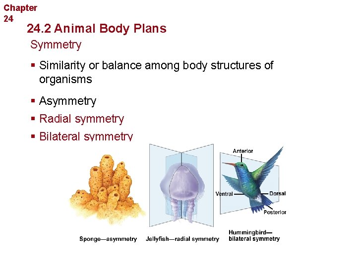 Chapter 24 Introduction to Animals 24. 2 Animal Body Plans Symmetry § Similarity or