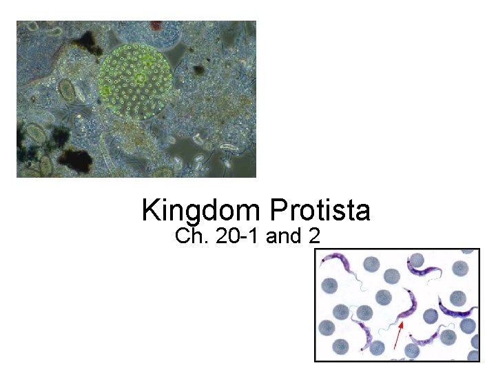 Kingdom Protista Ch. 20 -1 and 2 