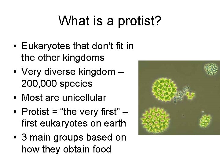 What is a protist? • Eukaryotes that don’t fit in the other kingdoms •