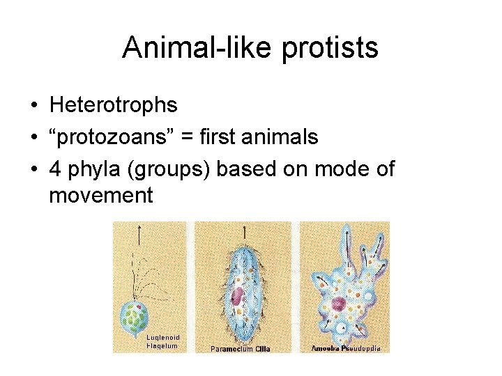 Animal-like protists • Heterotrophs • “protozoans” = first animals • 4 phyla (groups) based