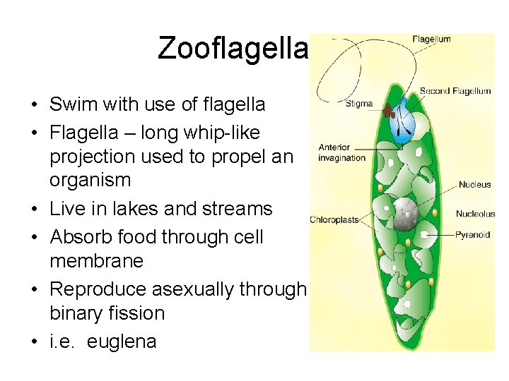 Zooflagellates • Swim with use of flagella • Flagella – long whip-like projection used