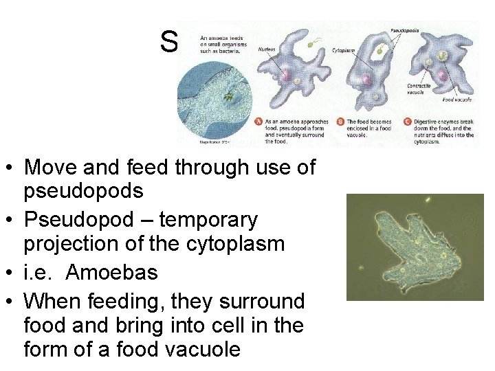 Sarcodines • Move and feed through use of pseudopods • Pseudopod – temporary projection