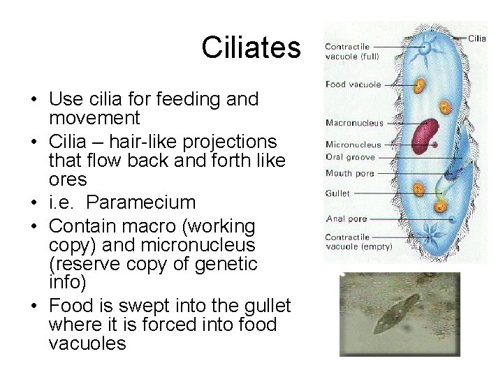 Ciliates • Use cilia for feeding and movement • Cilia – hair-like projections that