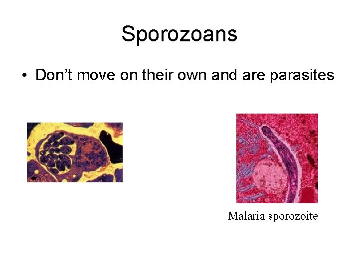 Sporozoans • Don’t move on their own and are parasites Malaria sporozoite 