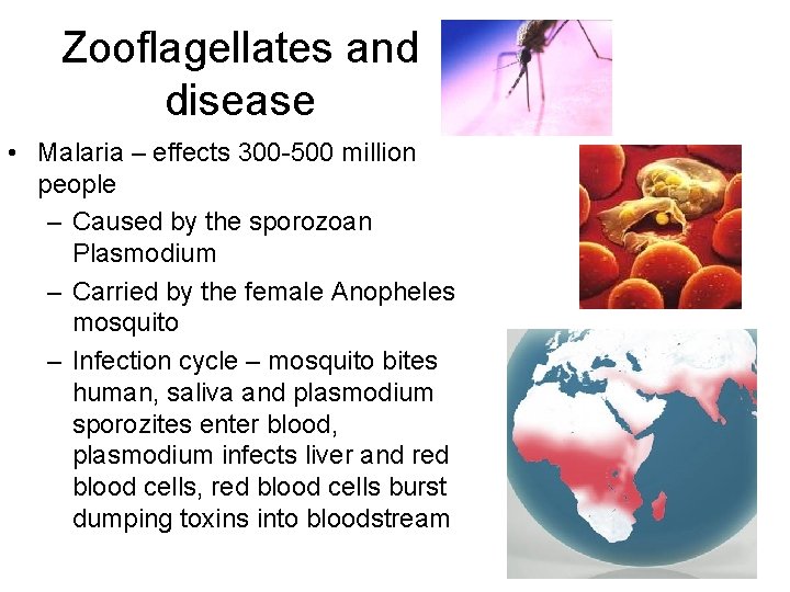 Zooflagellates and disease • Malaria – effects 300 -500 million people – Caused by