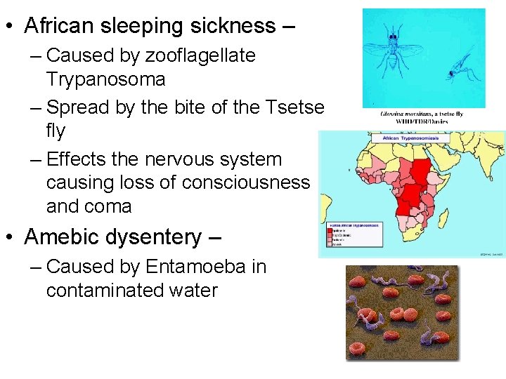  • African sleeping sickness – – Caused by zooflagellate Trypanosoma – Spread by