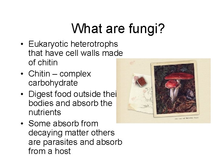 What are fungi? • Eukaryotic heterotrophs that have cell walls made of chitin •