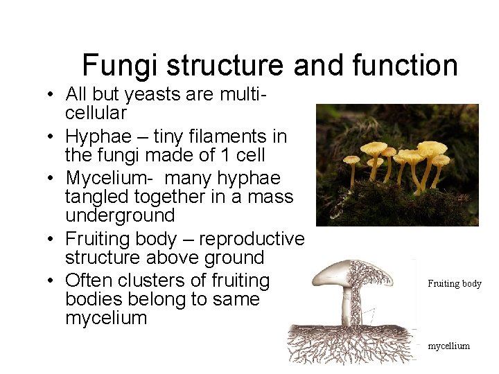 Fungi structure and function • All but yeasts are multicellular • Hyphae – tiny