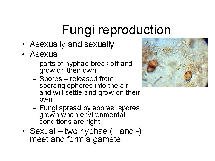 Fungi reproduction • Asexually and sexually • Asexual – – parts of hyphae break