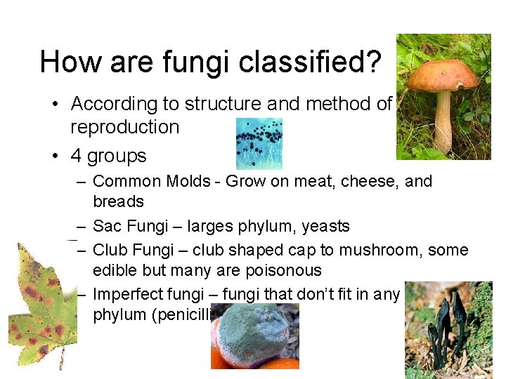 How are fungi classified? • According to structure and method of reproduction • 4