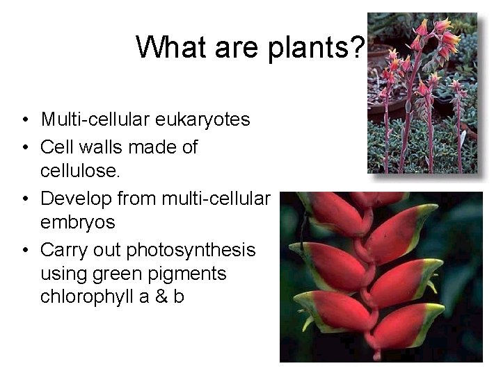 What are plants? • Multi-cellular eukaryotes • Cell walls made of cellulose. • Develop